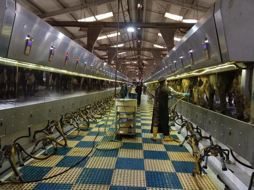 首農食品集團 行業機械裝備與養殖工藝深度融合，特色案例入選全國典型